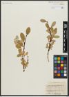 Foto von Salix anglorum Cham.